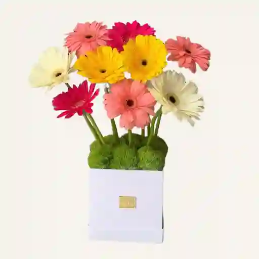 Caja De Gerberas X 12