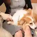 Cepillo Secador De Pelo Para Mascotas Peine Perro Gatos 2en1