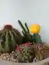 Arreglo Cactus Y Suculentas