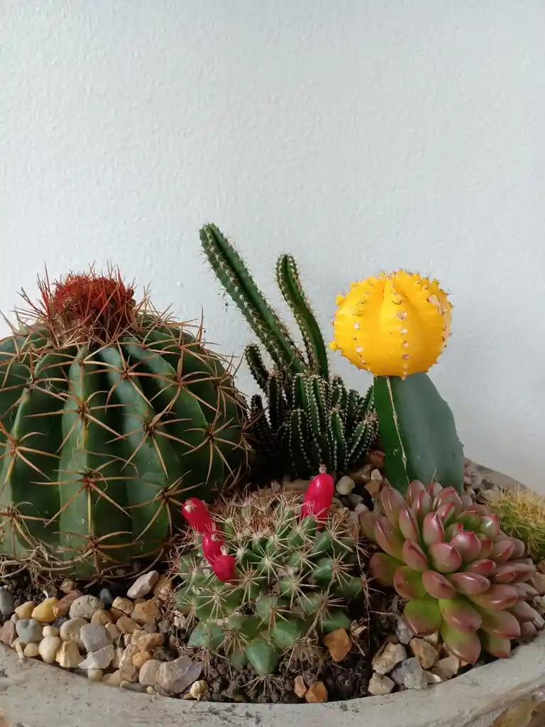 Arreglo Cactus Y Suculentas
