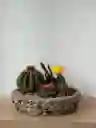 Arreglo Cactus Y Suculentas