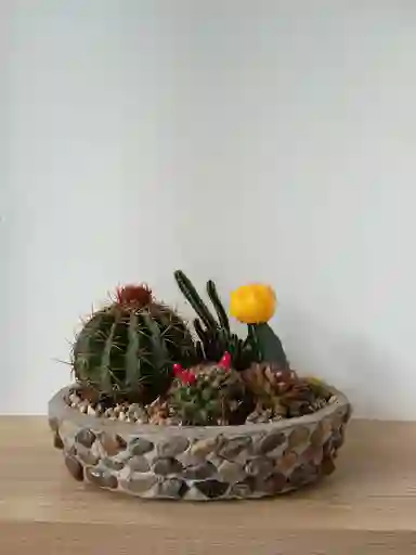 Arreglo Cactus Y Suculentas