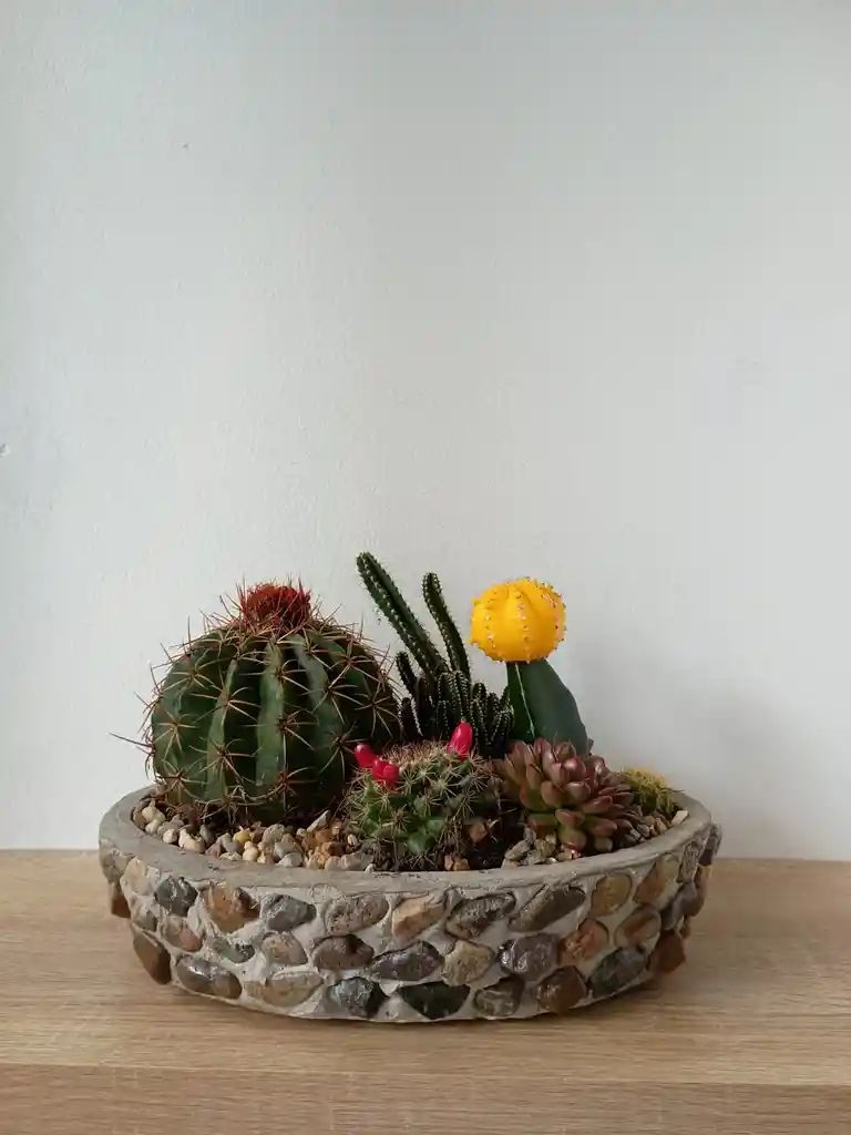 Arreglo Cactus Y Suculentas