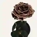 Regalo Elegante, Rosa Preservada En Cúpula Color Champaña De 30 Cm