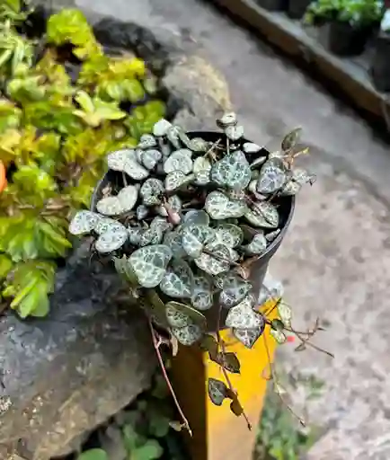 Ceropegia Woodii