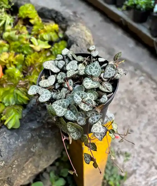 Ceropegia Woodii