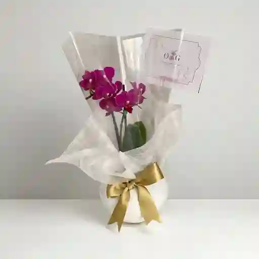 Orquidea S Minis Con Base Ceramica