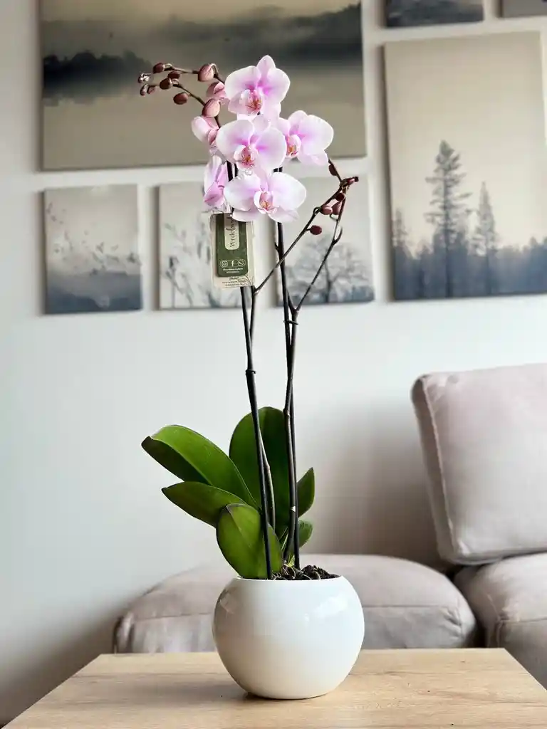Orquídea Premium + Matera