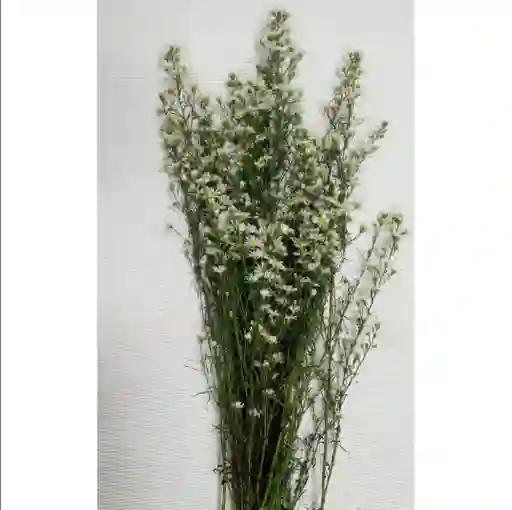 Aster Blanco Para Follaje