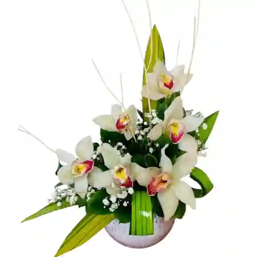 Ikebana De Orquídeas Cimbidium