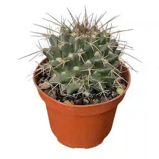 Cactus En Matera Plástica Con Caja Decorativa
