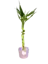 Lucky Bambu