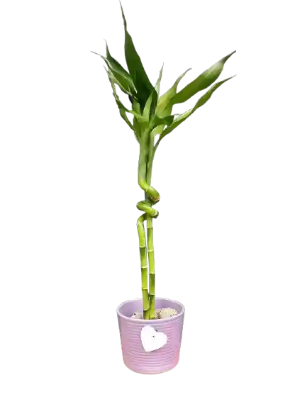 Lucky Bambu