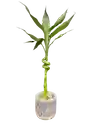 Lucky Bambu