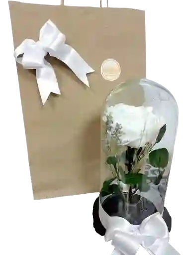 Rosa Condolencias Sencilla