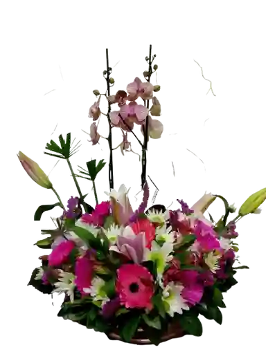 Orquidea Ensueño