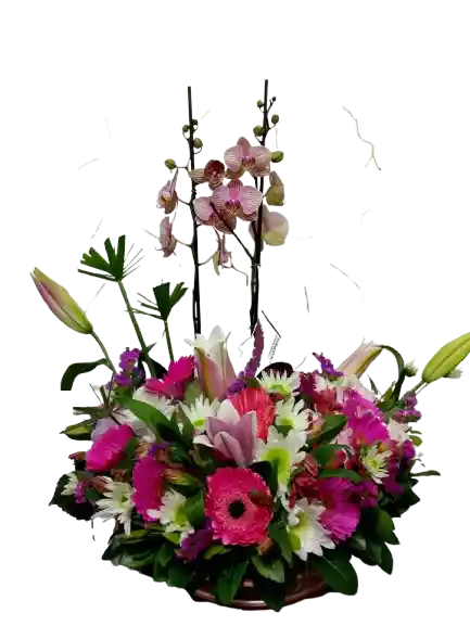 Orquidea Ensueño