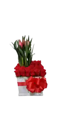 Rojo Esplendor