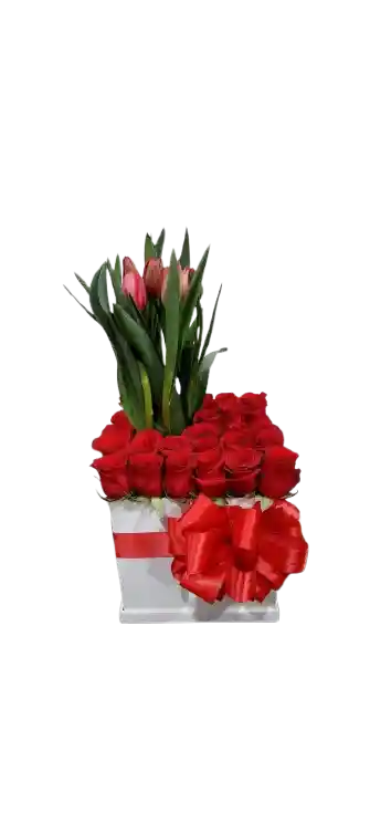 Rojo Esplendor