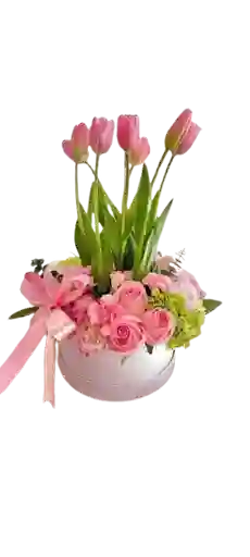 Tulipán Rosa Fantasía
