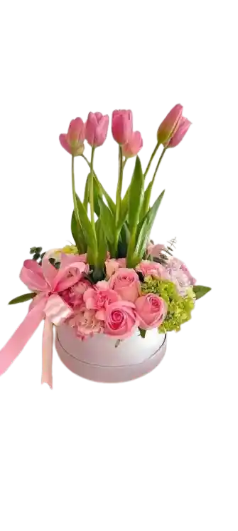 Tulipán Rosa Fantasía