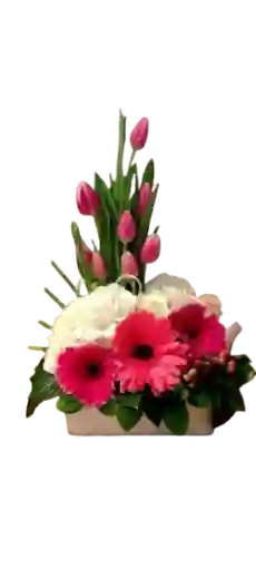 Nube De Tulipan