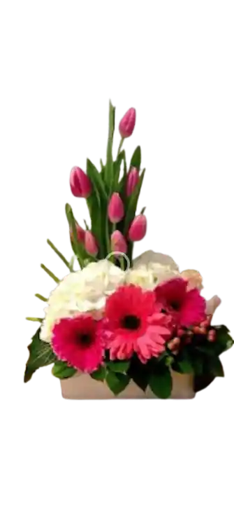 Nube De Tulipan