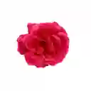 Pinza Clip Flor Rosa Hawaiana Para Pelo Cabello Set X 2 Und