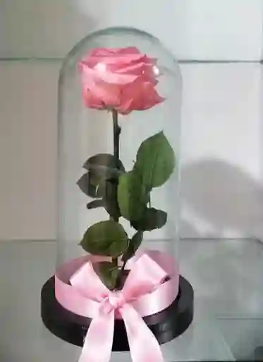 Rosa Inmortalizada Rosada