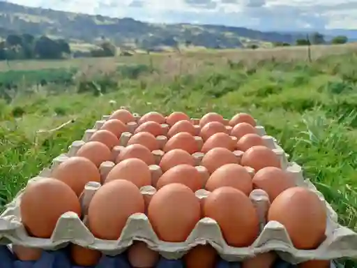 Huevos Aaa