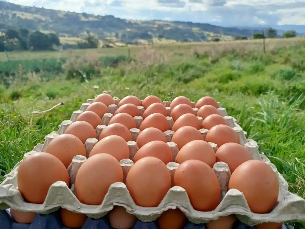Huevos Aaa