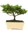 Bonsai Pino O Buxus De 3 Años