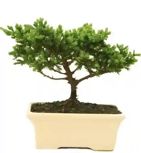 Bonsai Pino O Buxus De 3 Años