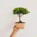 Bonsai Pino O Buxus De 3 Años