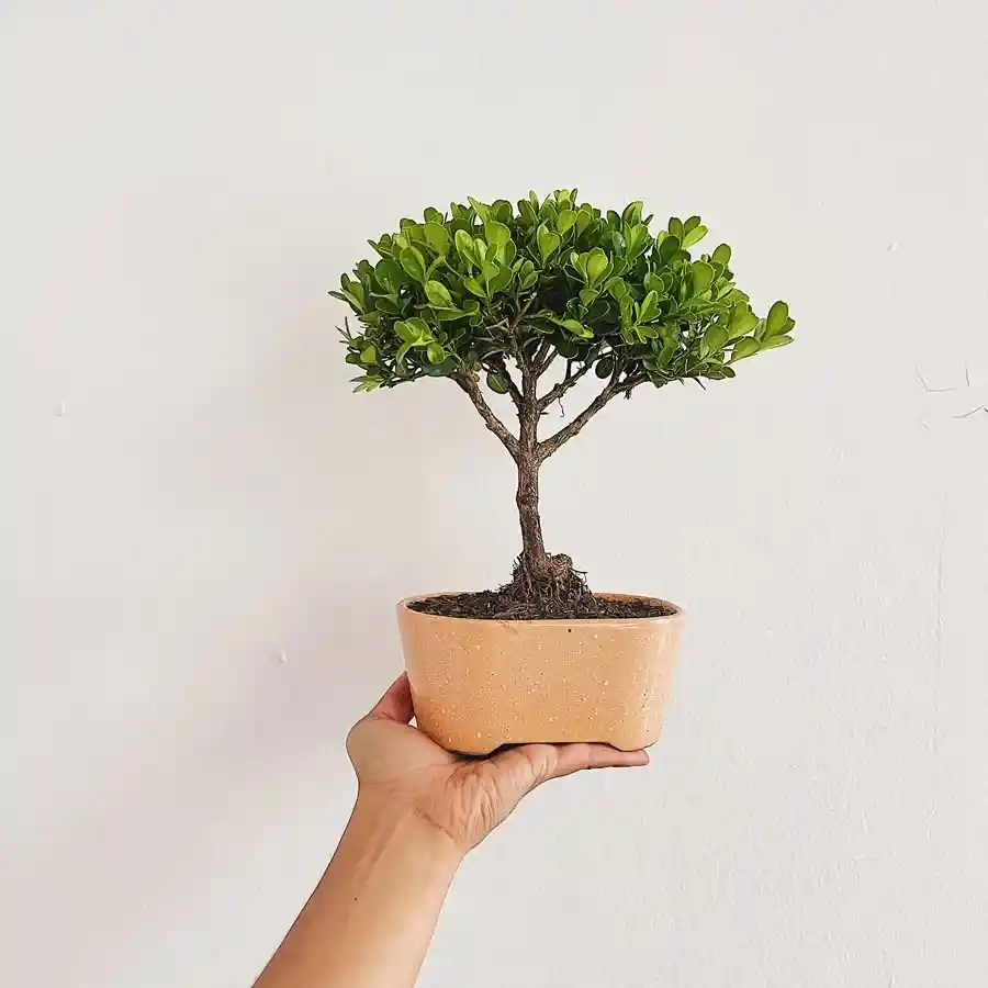 Bonsai Pino O Buxus De 3 Años