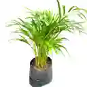 Planta Palma Areca En Bolsa