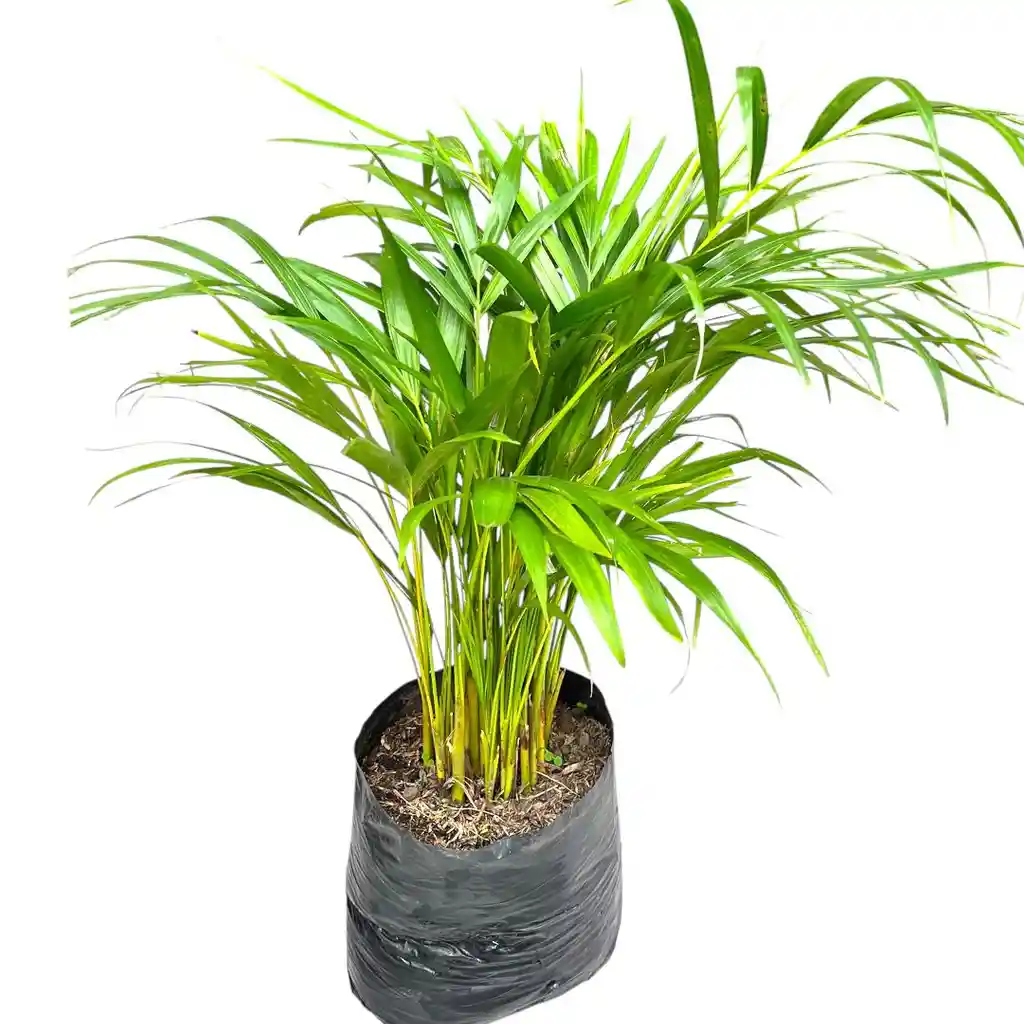 Planta Palma Areca En Bolsa