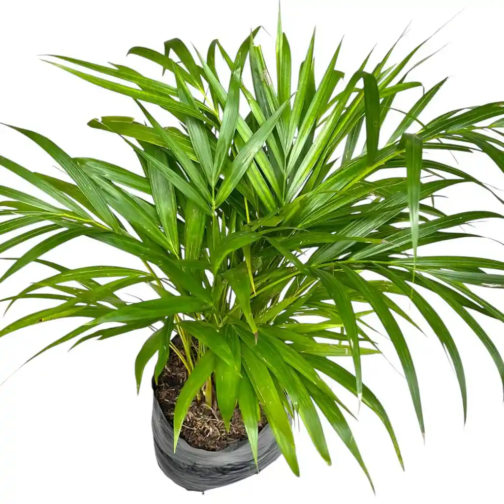 Planta Palma Areca En Bolsa