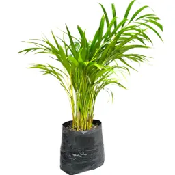 Planta Palma Areca En Bolsa