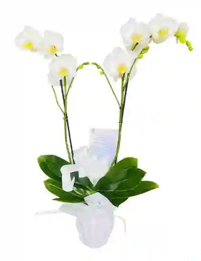 Planta De Orquídea Phalenopsis