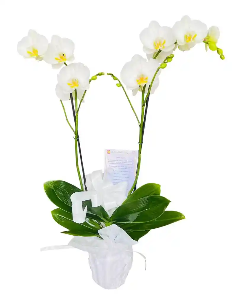 Planta De Orquídea Phalenopsis