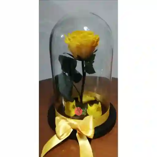 Rosa Inmortalizada Amarilla En Cupula
