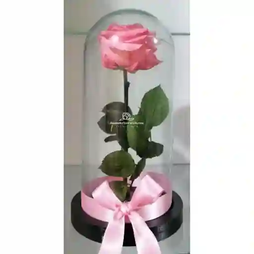 Rosa Inmortalizada Rosada En Cupula