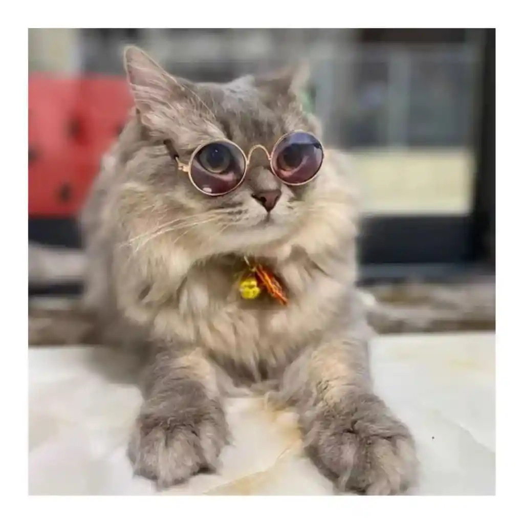 Gafas Para Gatos Gafas Redondas Para Mascotas