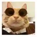 Gafas Para Gatos Gafas Redondas Para Mascotas