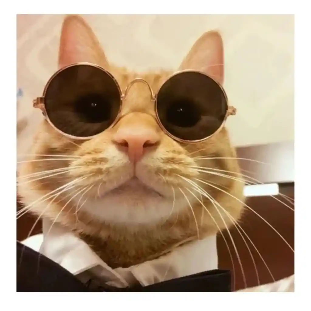 Gafas Para Gatos Gafas Redondas Para Mascotas