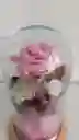 Rosa Eterna