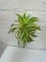 Flor Cancion De La India Para Ramos O Jarron