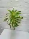 Flor Cancion De La India Para Ramos O Jarron