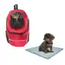 Morral Cargador Ventana Mediano + 15 Unidades De Tapetes Rojo